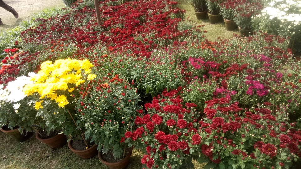 एक वर्षमा तीन अर्ब सात करोडको फूलको कारोबार